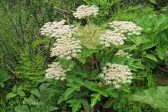 Heracleum nepalense